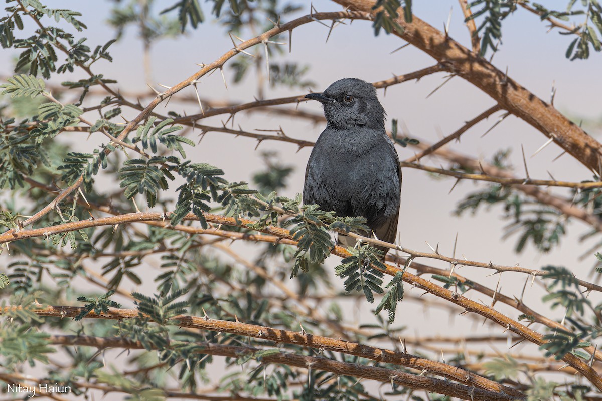 Black Scrub-Robin - ML615340876