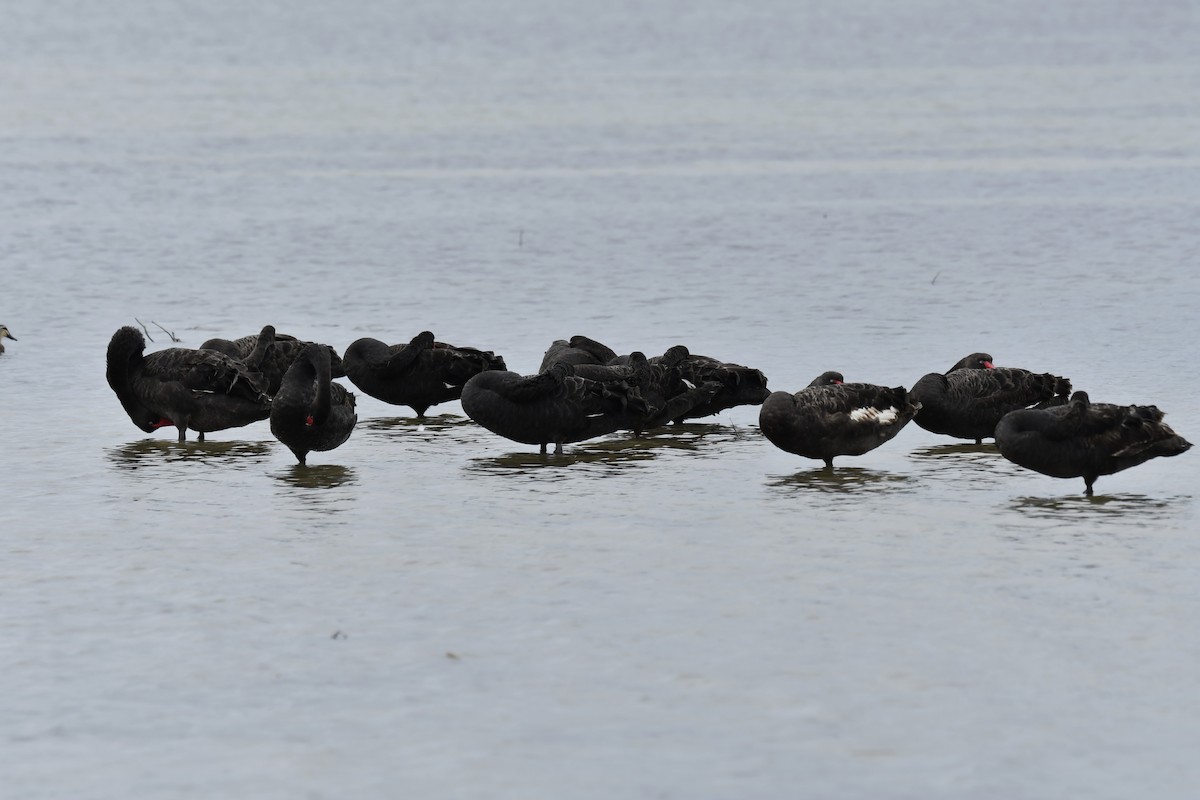 Black Swan - ML615340893