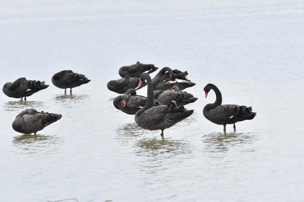 Black Swan - ML615340894