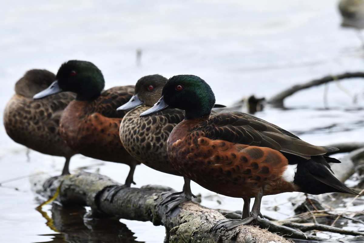 Chestnut Teal - ML615340899