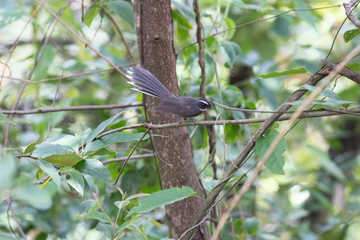 White-throated Fantail - ML615340921