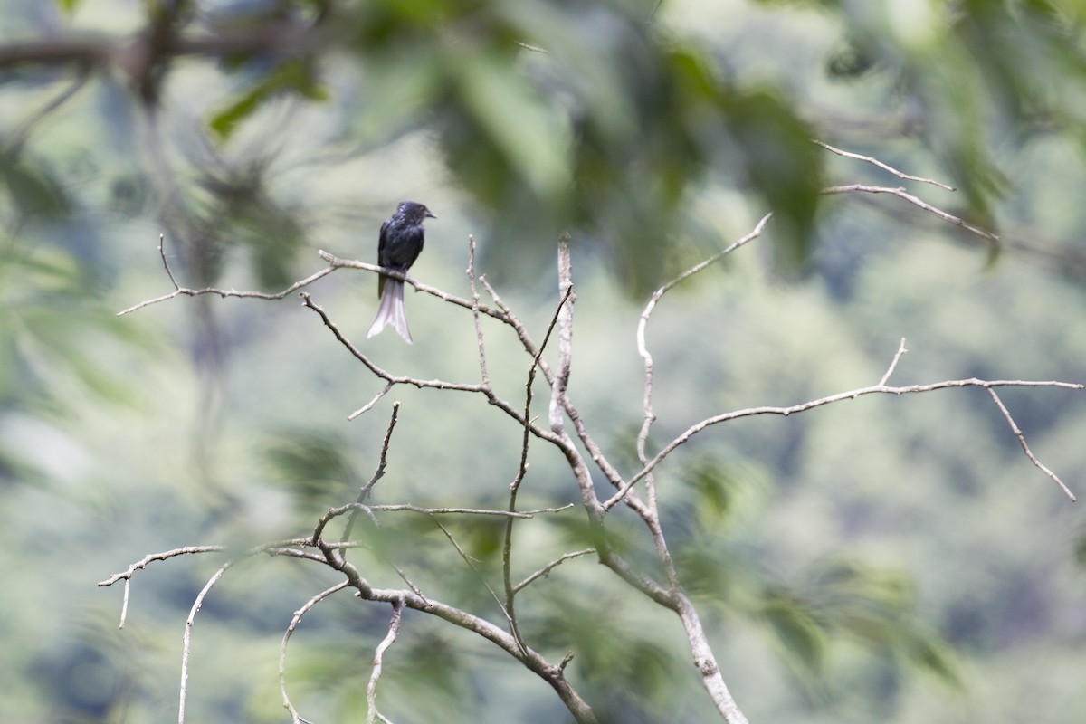 Bronzed Drongo - ML615340946