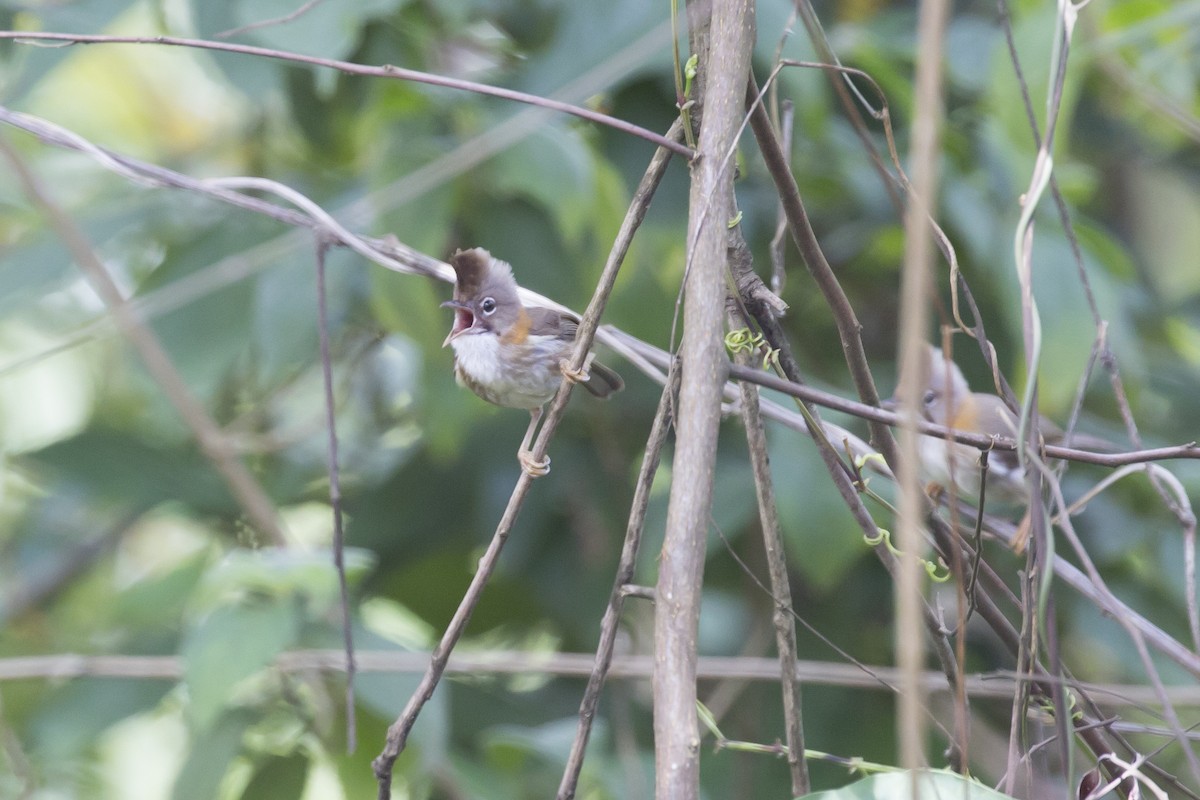 Whiskered Yuhina - ML615340956