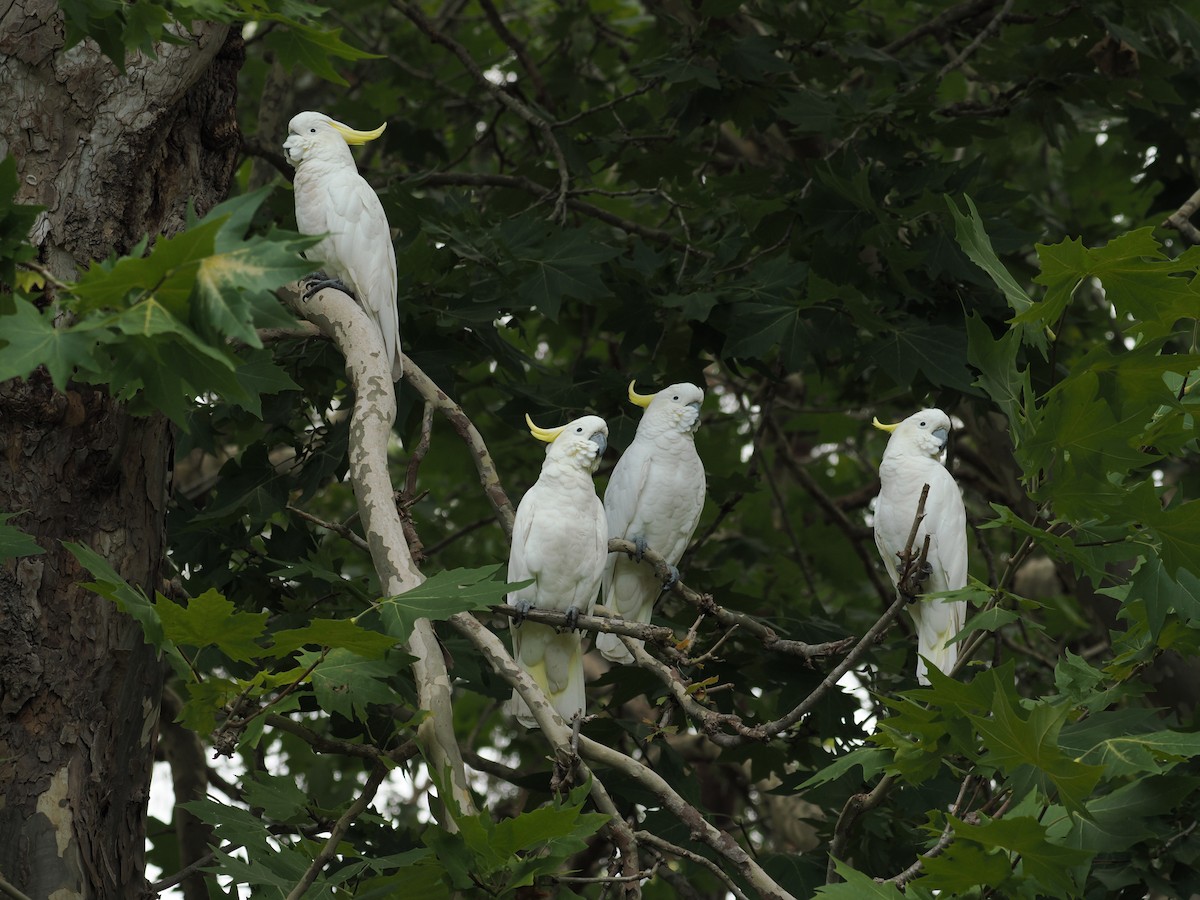 Sulphur-crested Cockatoo - ML615341058