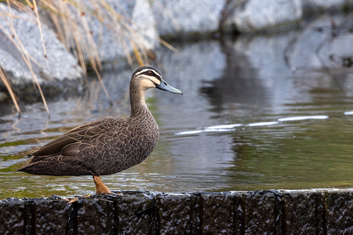 Pacific Black Duck - Richard and Margaret Alcorn