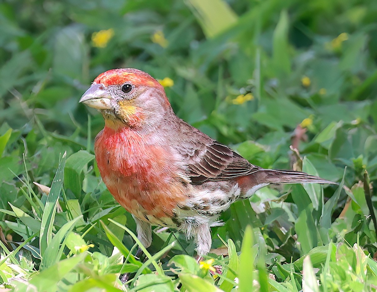 House Finch - ML615341114