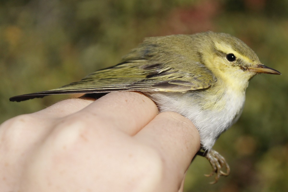 Mosquitero Silbador - ML615341140