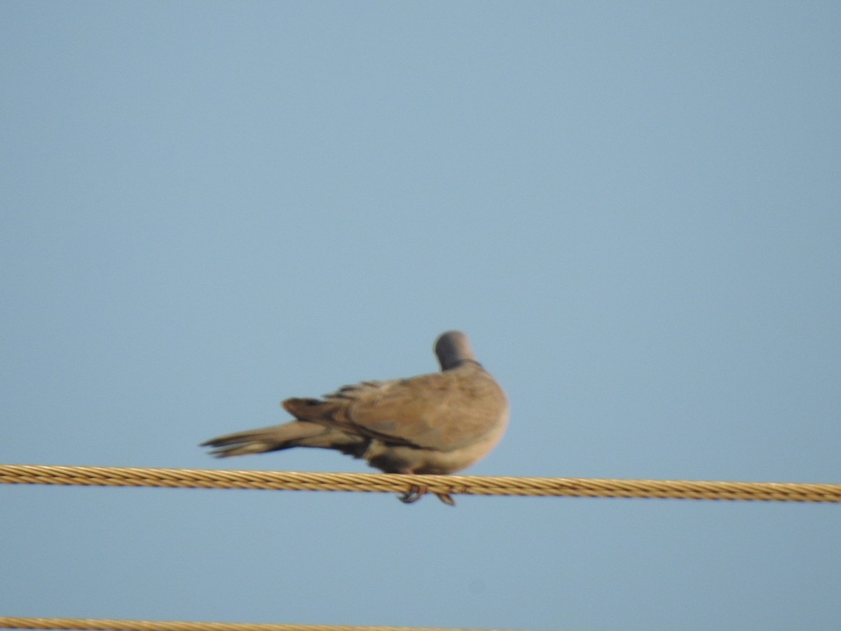 Eurasian Collared-Dove - KARTHIKEYAN R