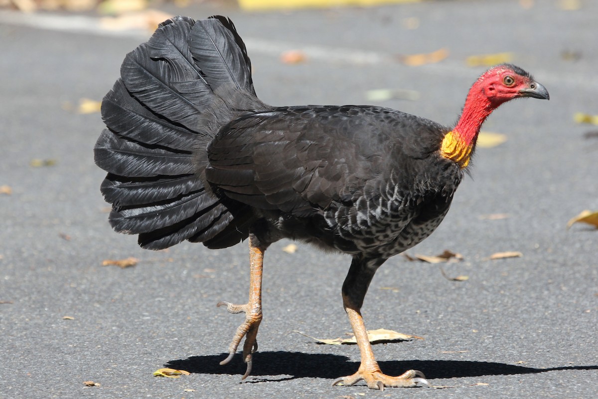 Australian Brushturkey - ML615341390