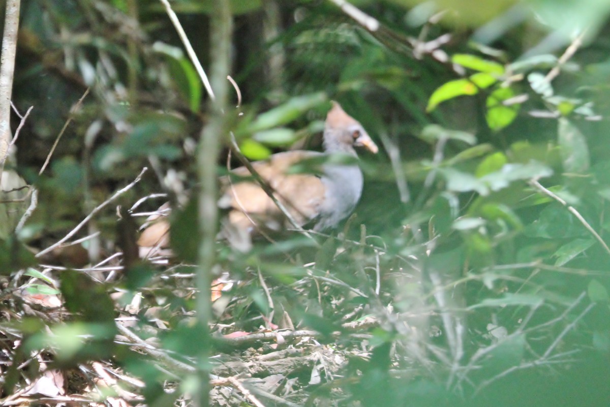 Orange-footed Megapode - ML615341398