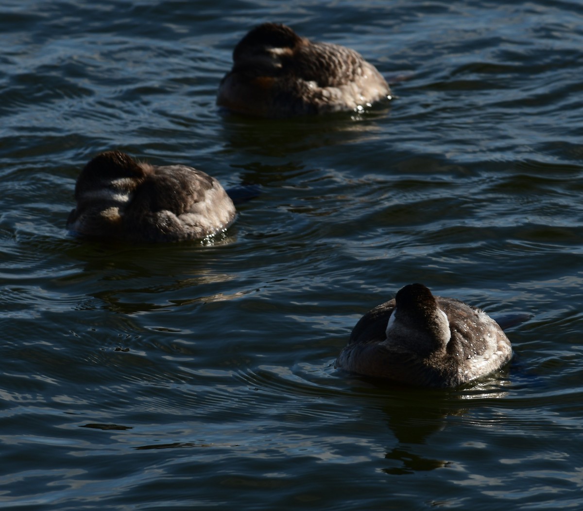 Ruddy Duck - ML615341539