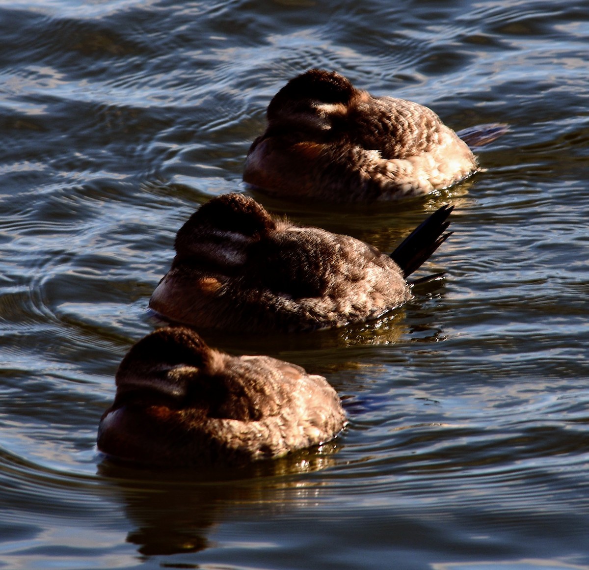 Ruddy Duck - ML615341540