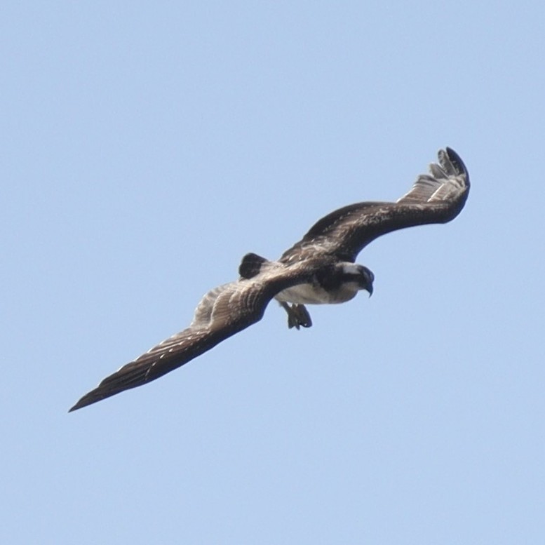 Osprey - ML615341584