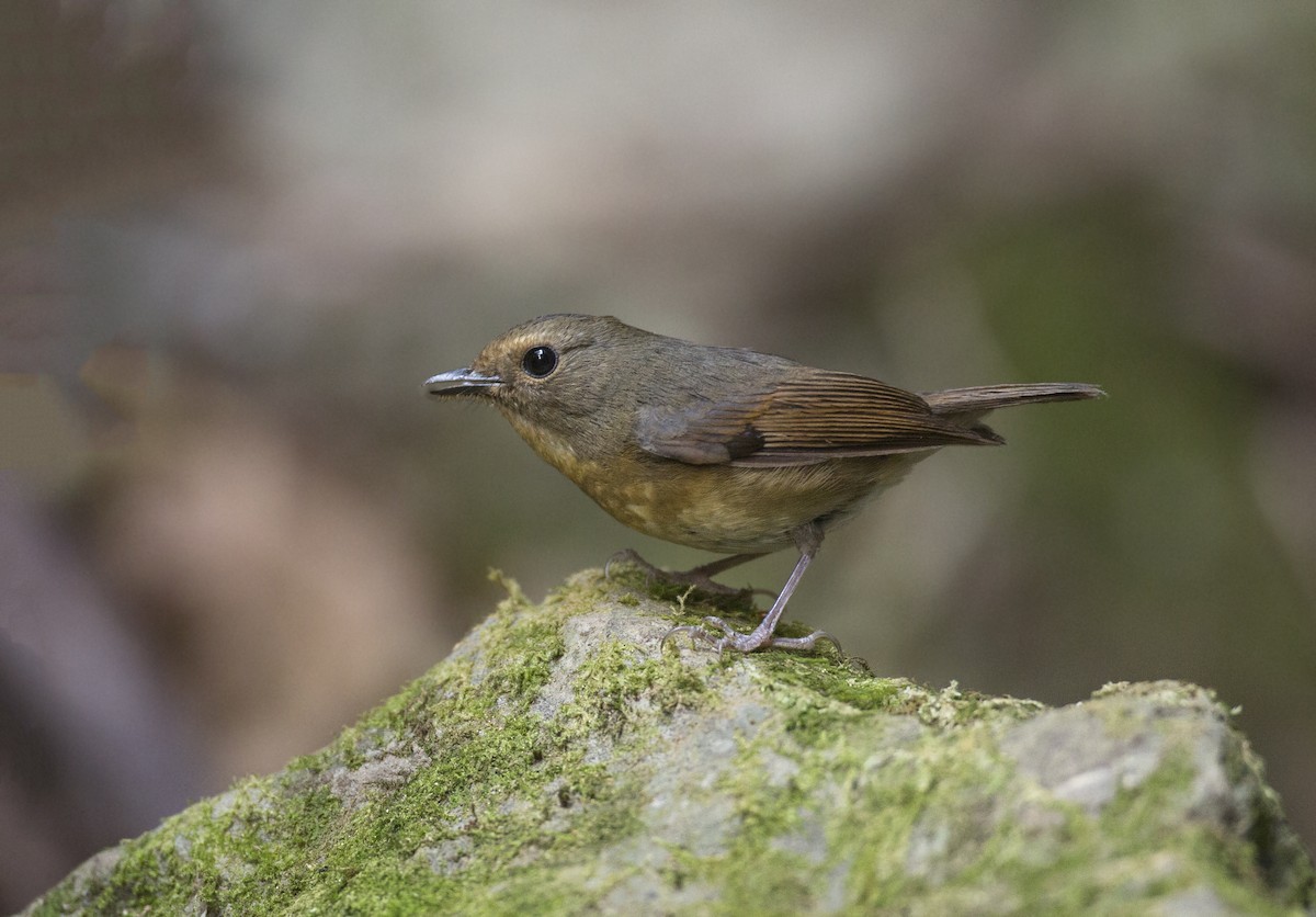 Snowy-browed Flycatcher - Jan-Peter  Kelder