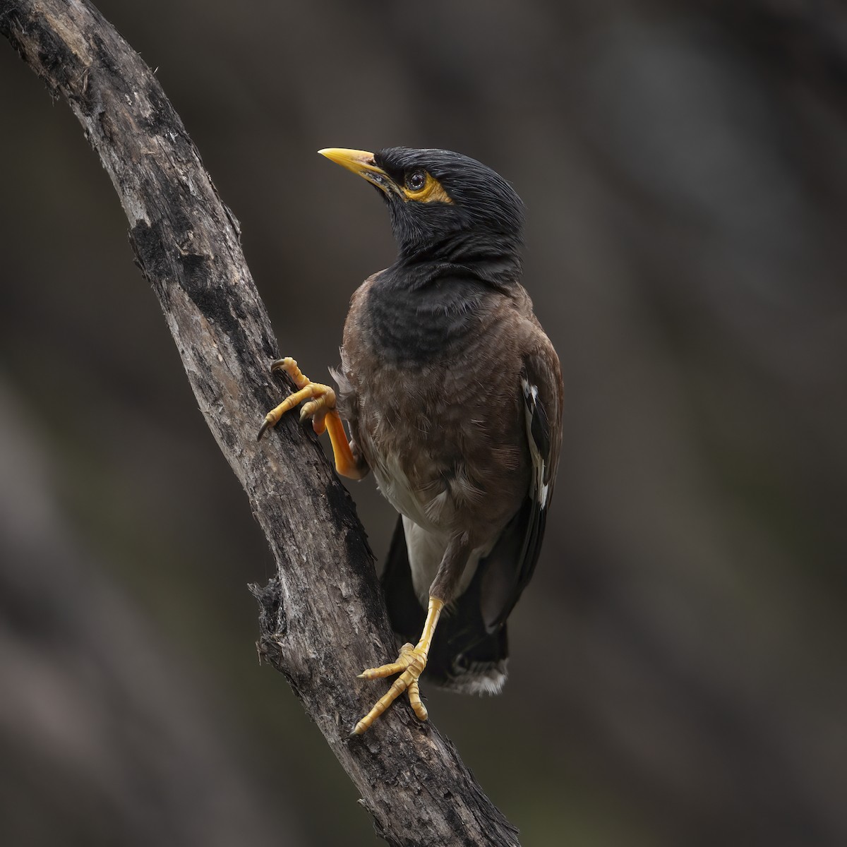 Common Myna - ML615341616