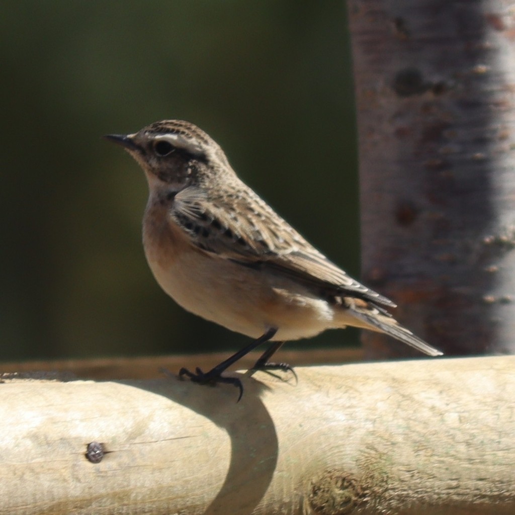 Whinchat - Oğuzhan Değirmenci