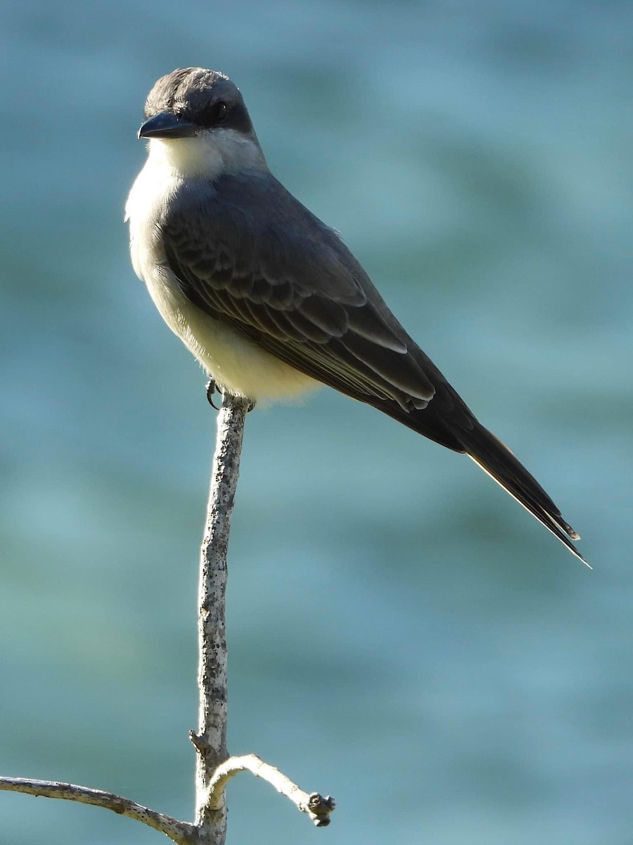 Gray Kingbird - ML615341738