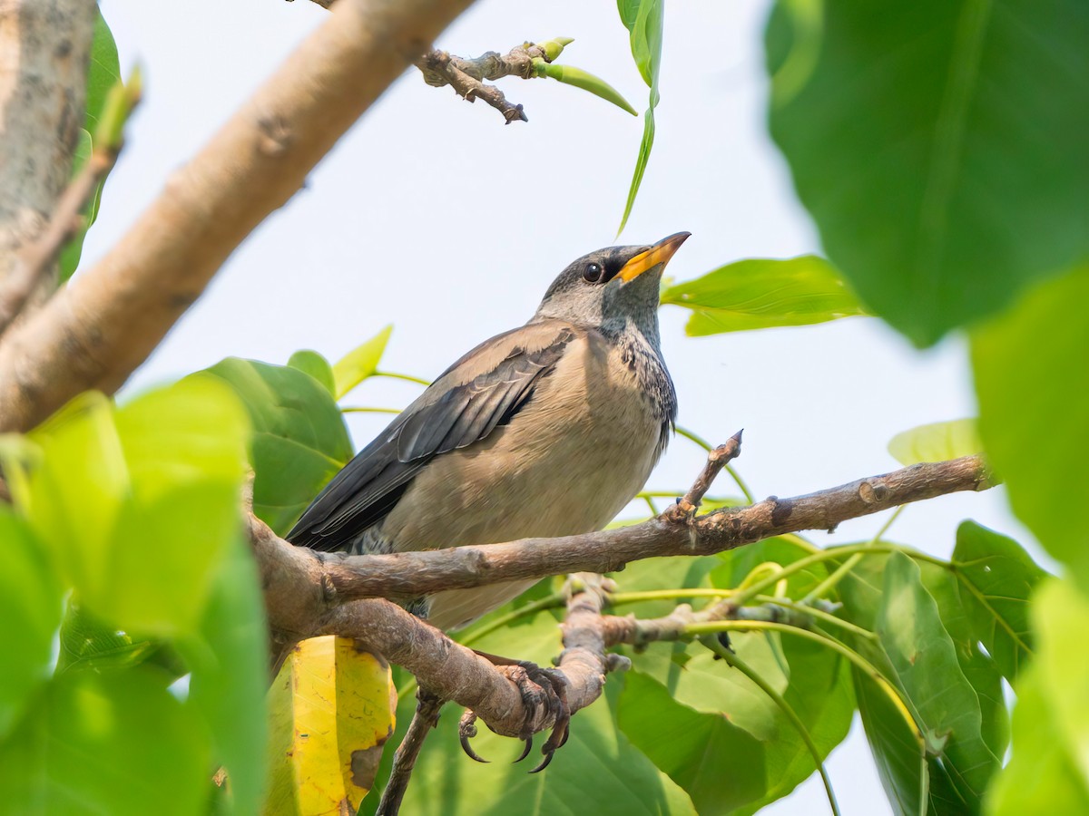 Rosy Starling - ML615341801