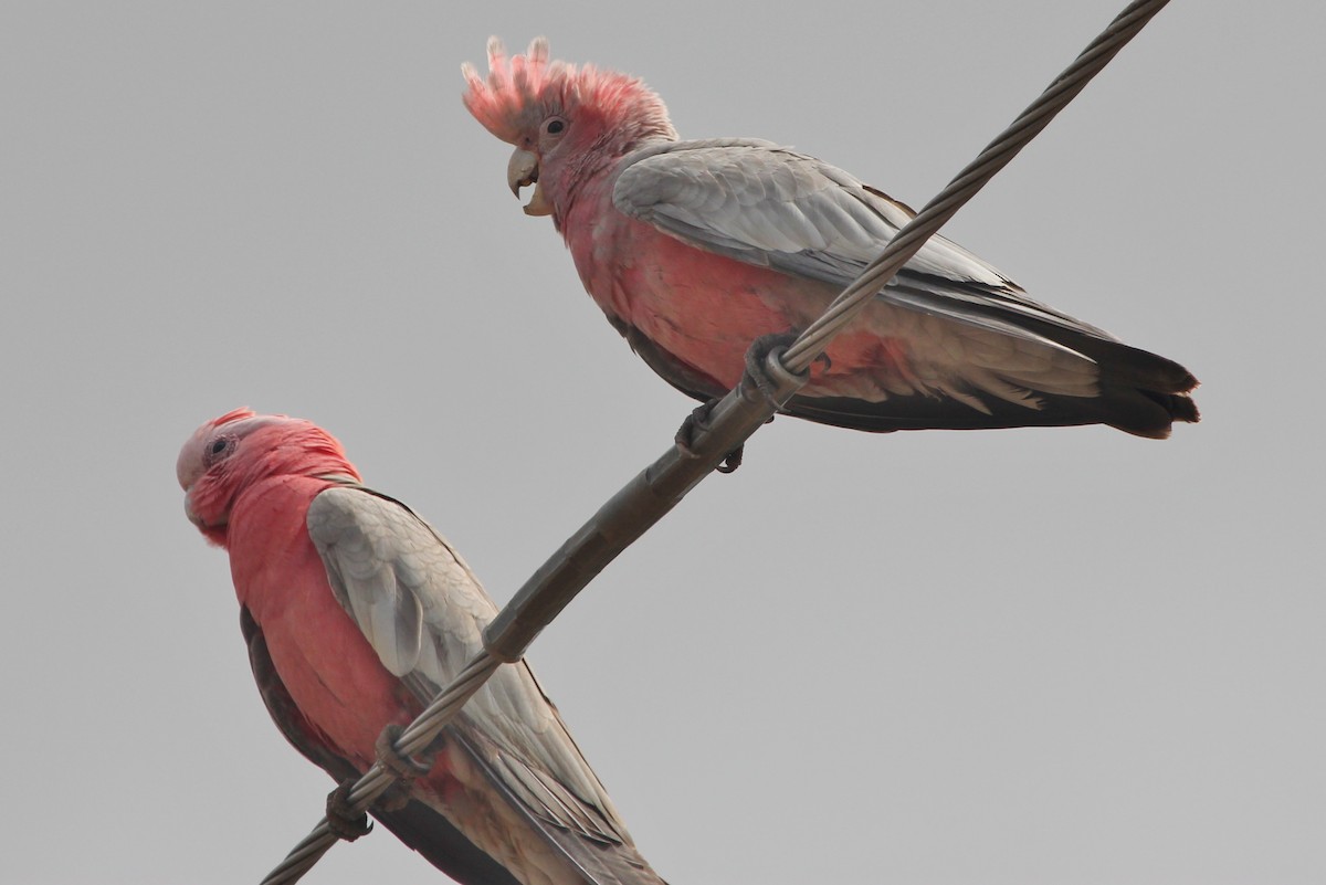 kakadu růžový - ML615341804
