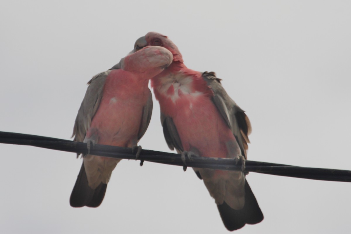 Galah - James Rawson