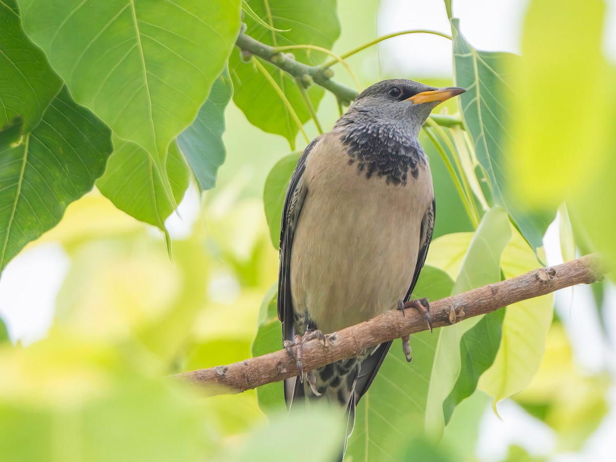 Rosy Starling - ML615341833