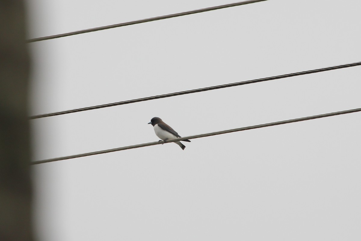 White-breasted Woodswallow - ML615341834