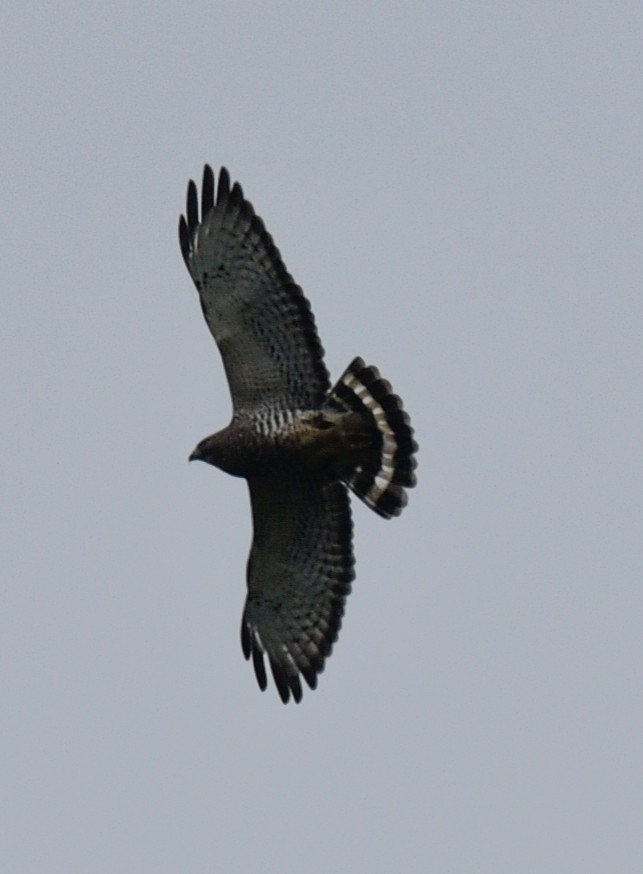 Broad-winged Hawk (Northern) - Barbara Maytom