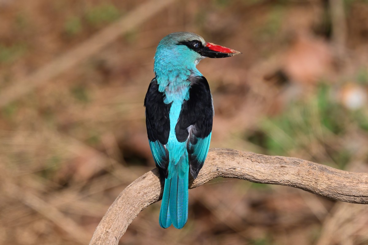 Blue-breasted Kingfisher - Alan Wilkinson