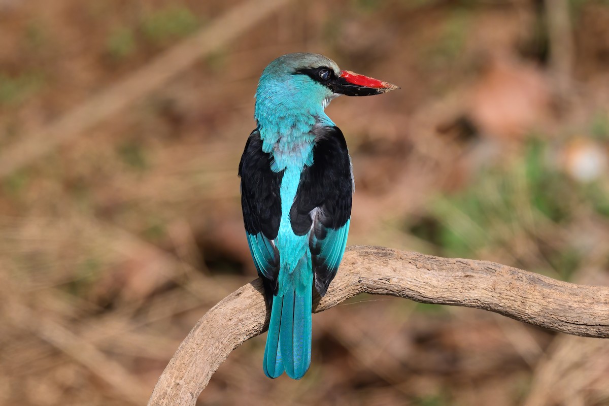 Martin-chasseur à poitrine bleue - ML615341888