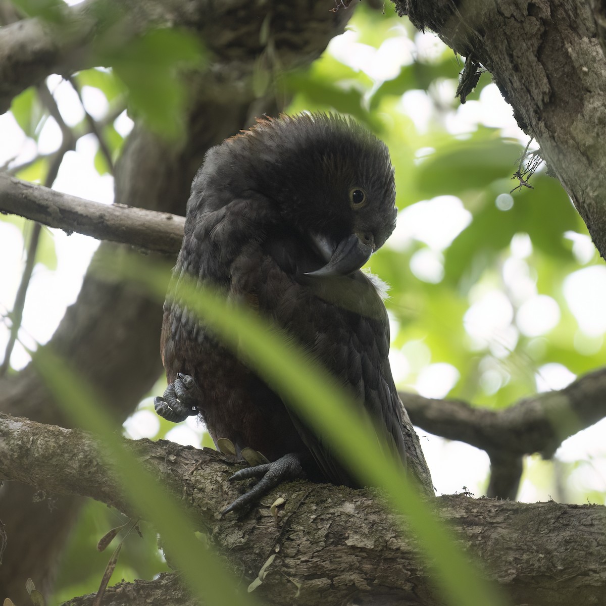 New Zealand Kaka - ML615341910