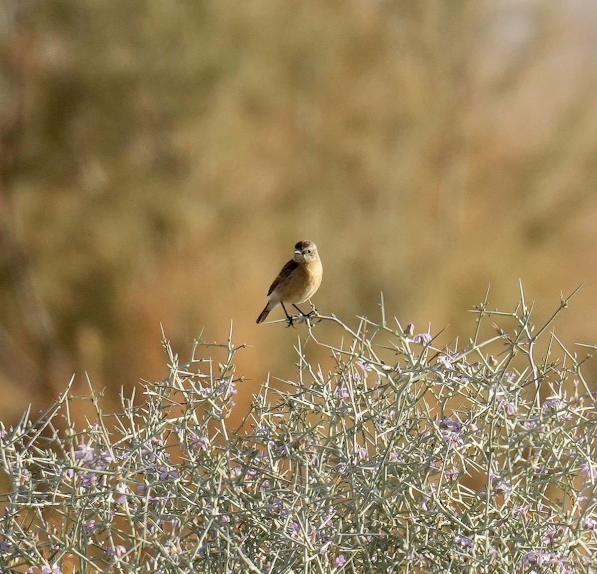 European Stonechat - ML615341912