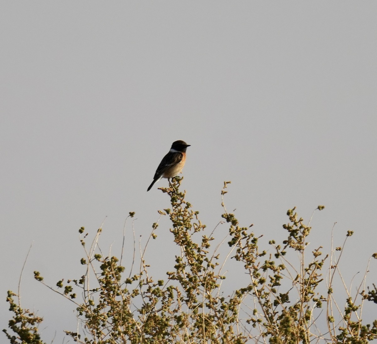 European Stonechat - ML615341914