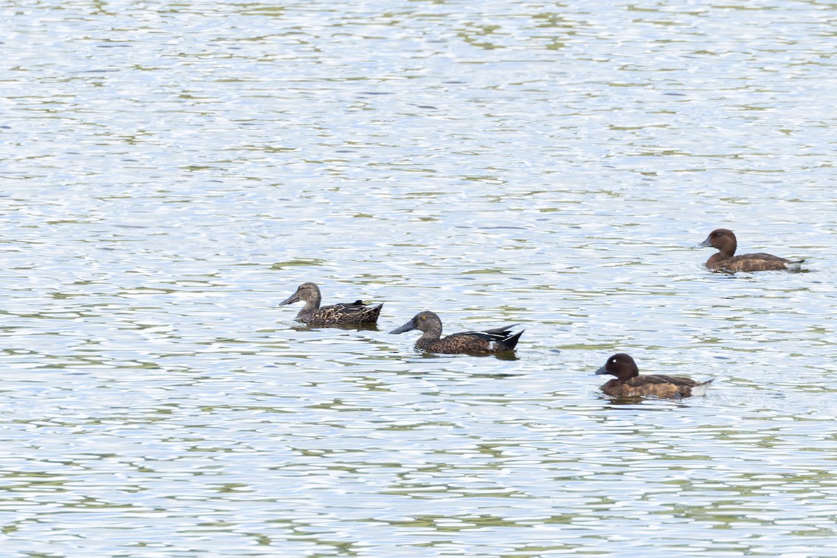 Australasian Shoveler - ML615342058