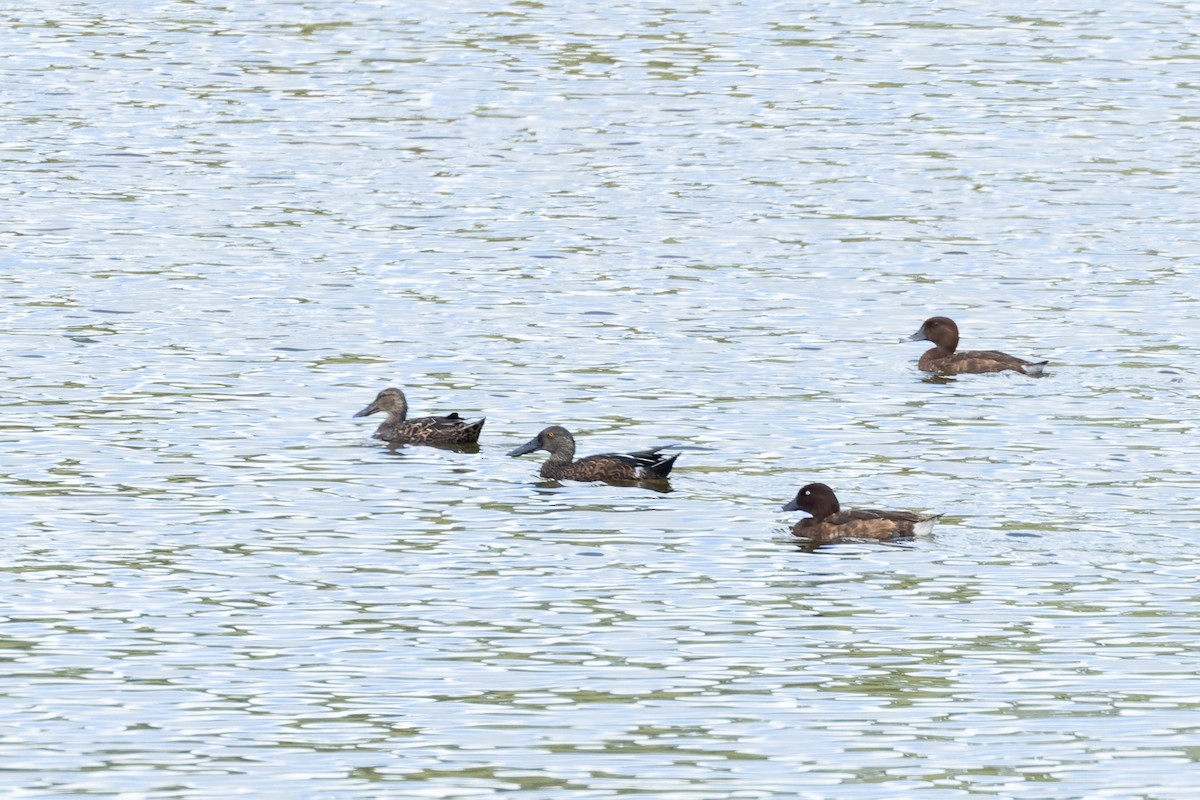 Australasian Shoveler - ML615342059