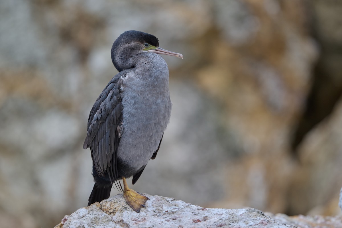 Spotted Shag - ML615342082