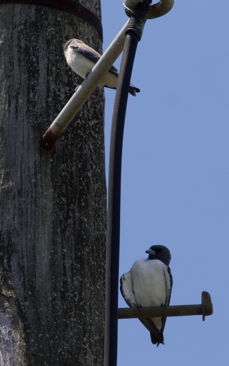 White-breasted Woodswallow - ML615342100