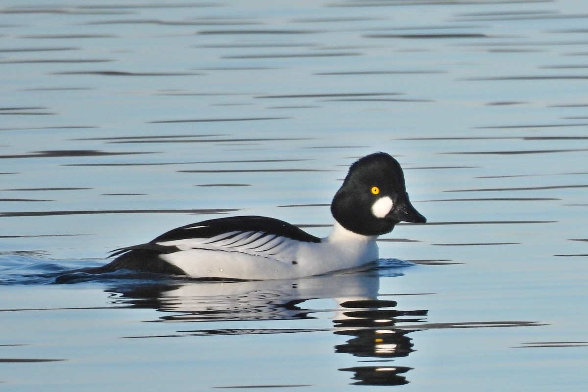 Common Goldeneye - ML615342199