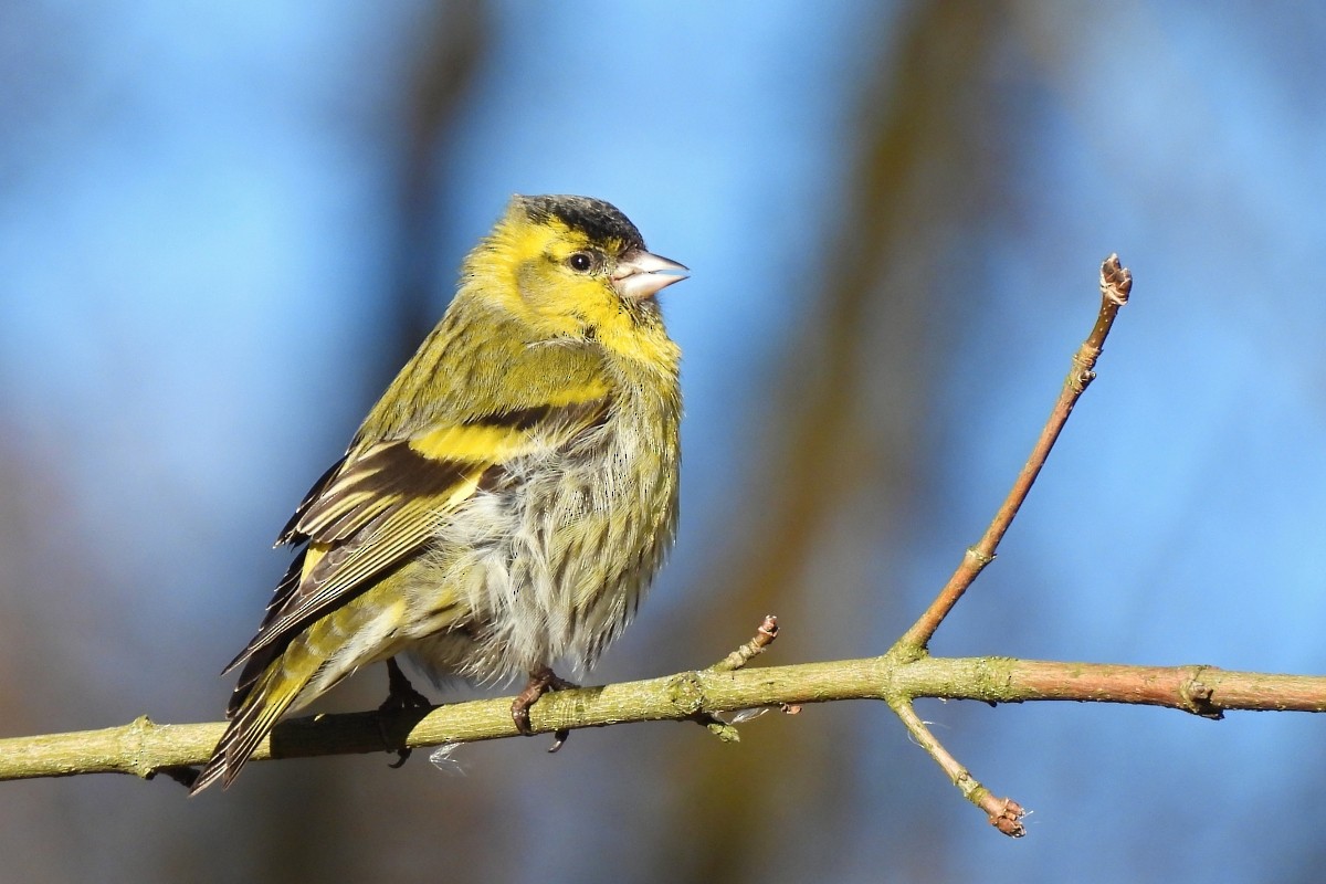 Eurasian Siskin - ML615342206