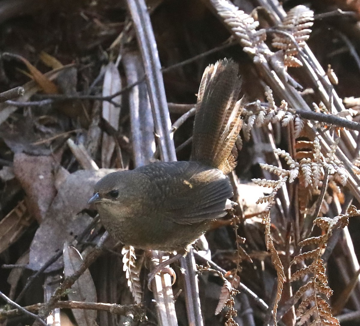 Rostdickichtvogel - ML615342231