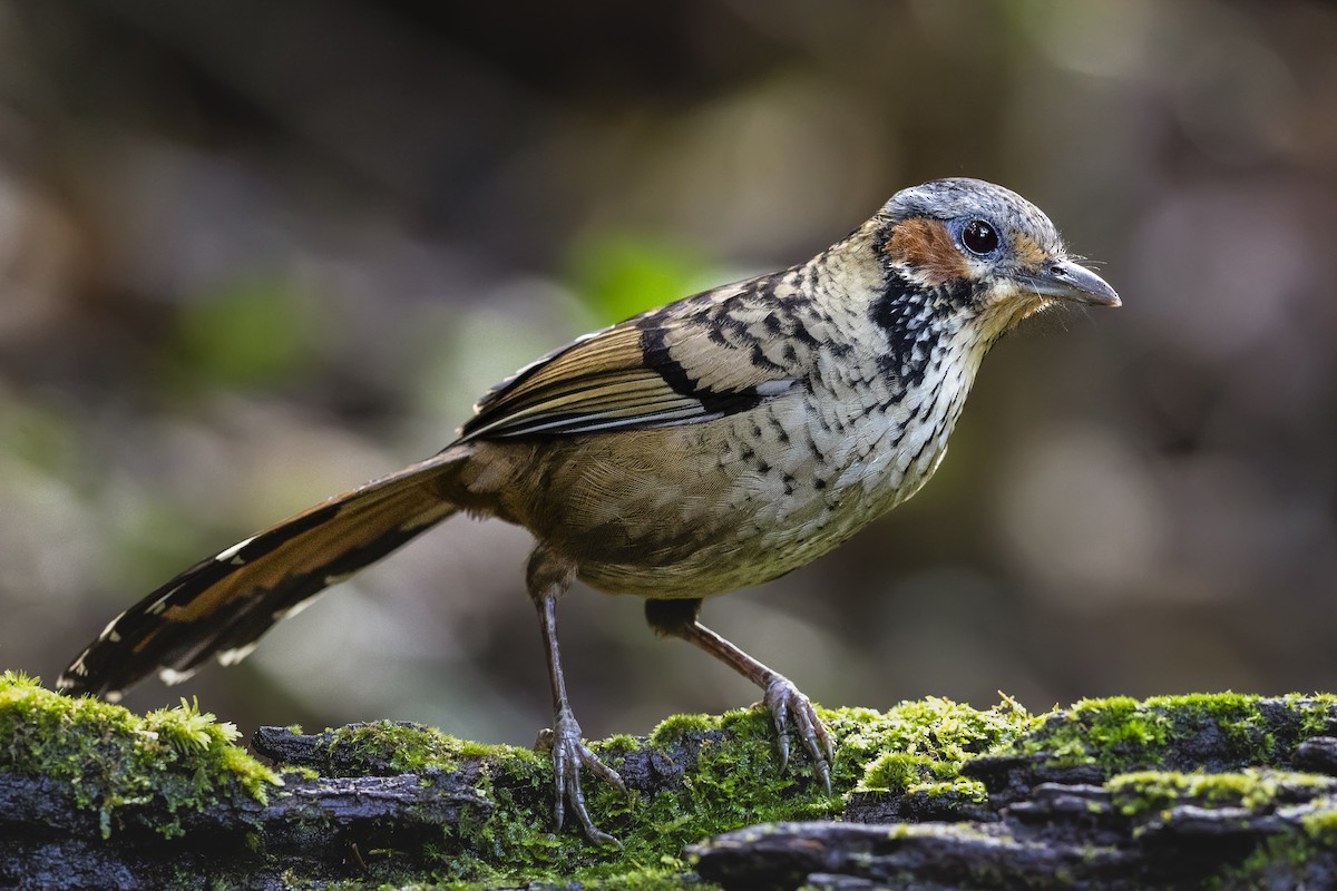 Chestnut-eared Laughingthrush - ML615342280