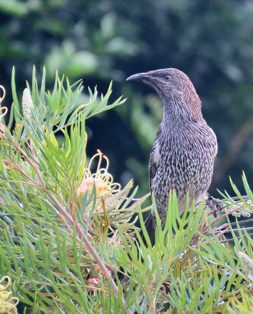 Little Wattlebird - ML615342283