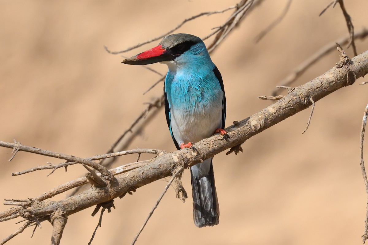 Blue-breasted Kingfisher - Alan Wilkinson