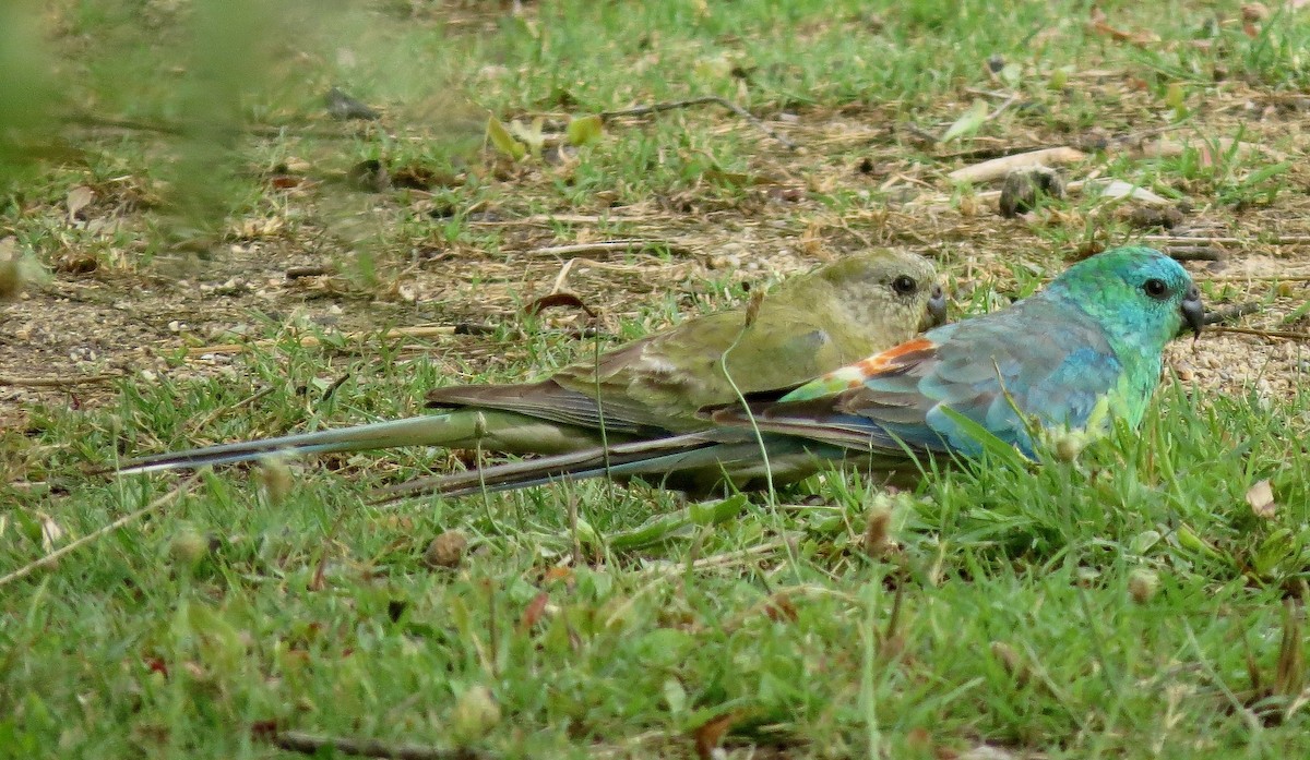 Red-rumped Parrot - Barnaby Briggs