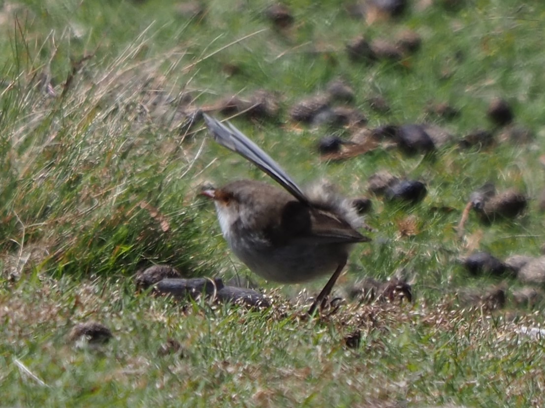 Superb Fairywren - ML615342312