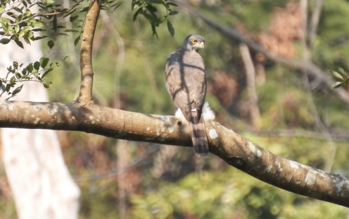 Crested Goshawk - ML615342337