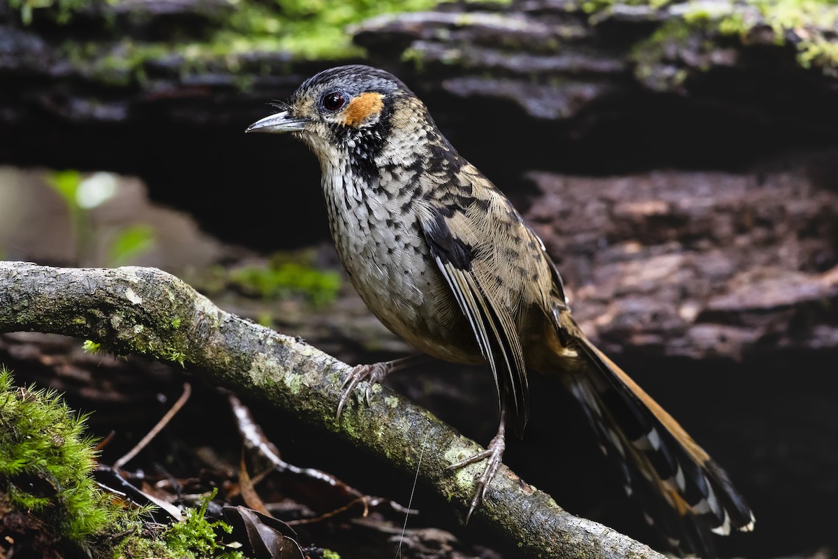 Chestnut-eared Laughingthrush - ML615342345