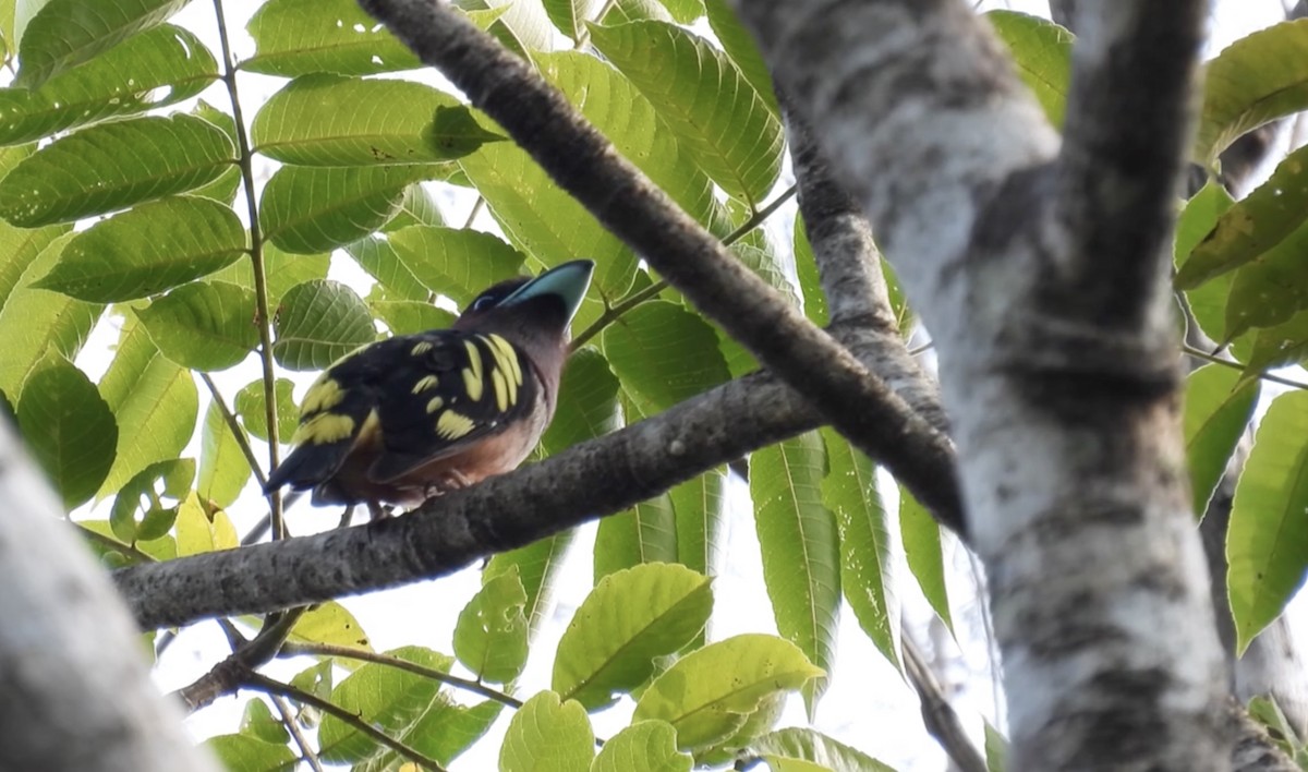 Banded Broadbill - ML615342373