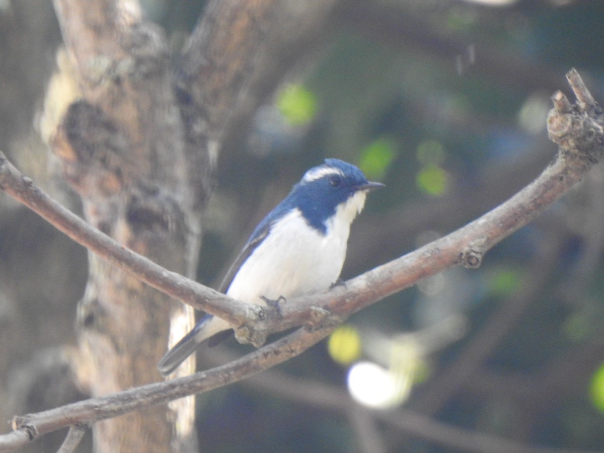 Ultramarine Flycatcher - ML615342374