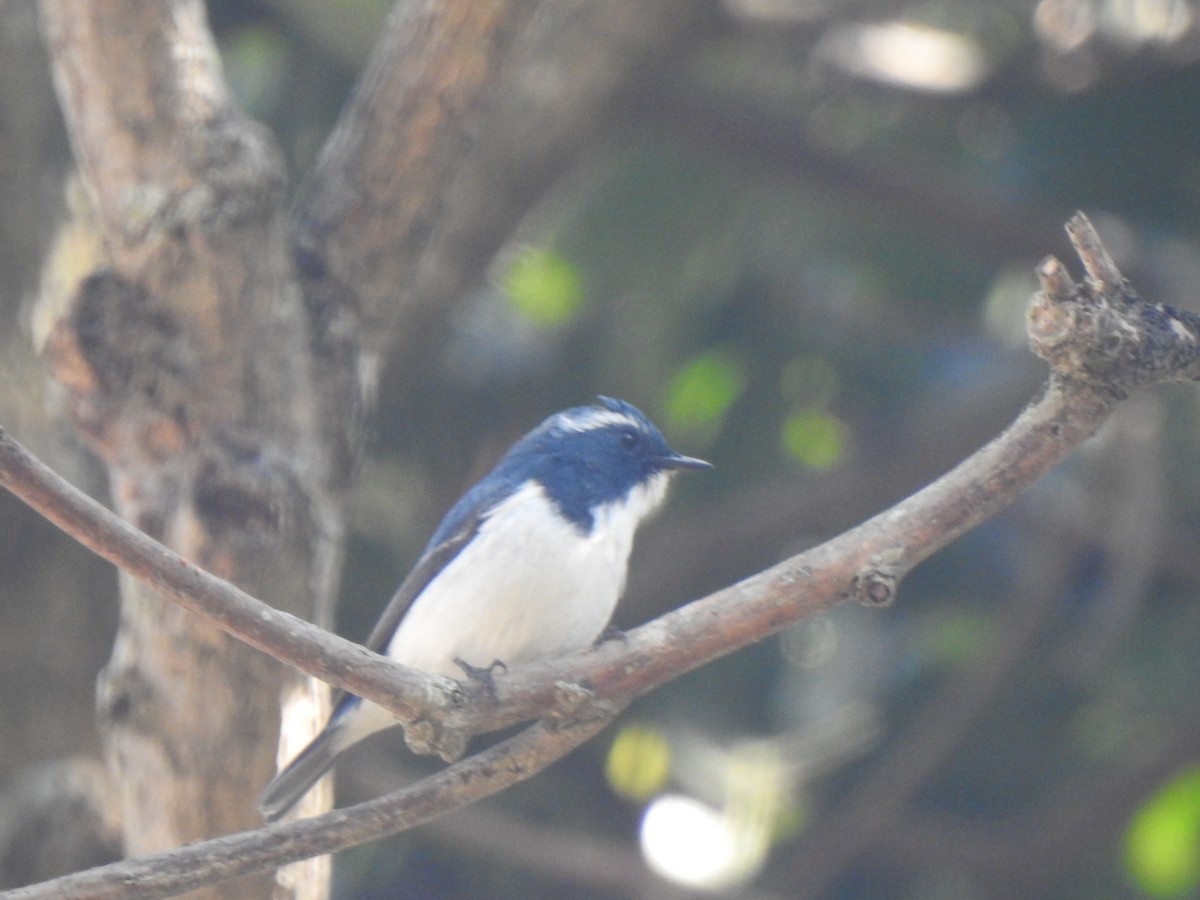 Ultramarine Flycatcher - ML615342376