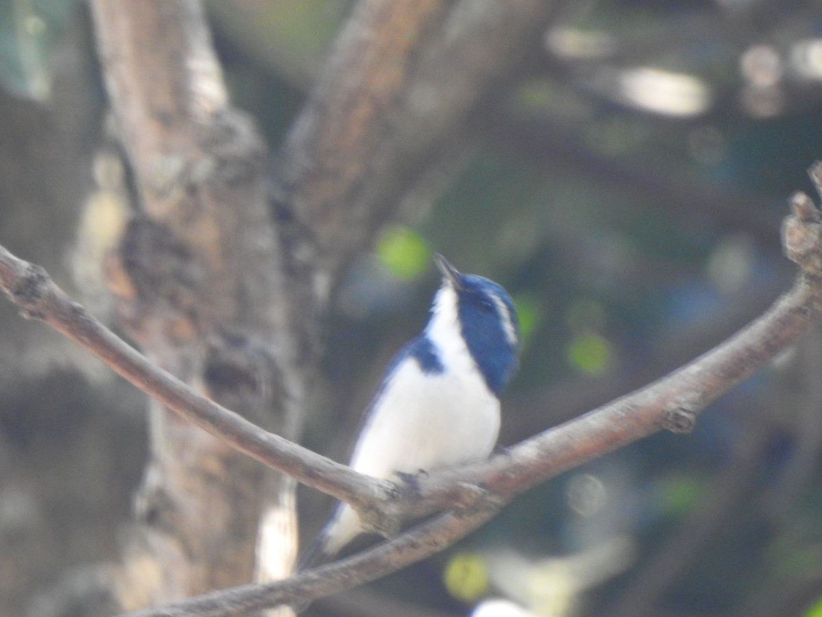 Ultramarine Flycatcher - ML615342378